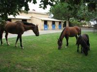 Centre Équestre Saint Bruno - Centre Equestre à Servian