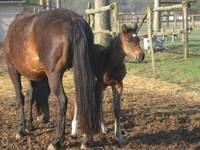 Centre équestre Le Pas de Groie - Centre Equestre à Thuré (86)