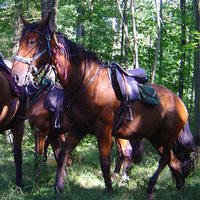 Cercle équestre des randonneurs d'Yvelines - Randonnée à Cheval Le Perray-en-Yvelines