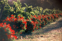 Château de la Tuilerie - Tourisme Viti-Vinicole - Oenotourisme à Nîmes