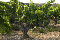 Château de Montfaucon - Tourisme Viti-Vinicole - Oenotourisme à Montfaucon