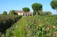 Château Saint Louis - Tourisme Viti-Vinicole - Oenotourisme à Labastide Saint Pierre