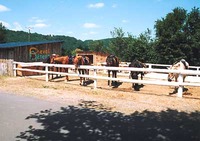 Cheval Détente - Randonnée à Cheval à Arnac