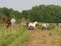 Cheval Voyages - Centre Equestre à Lougratte