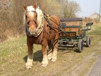 Chevaux d'Ici - Randonnée à Cheval Le Brethon