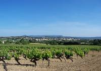 Circuits Avignon Wine Tour - Tourisme Viti-Vinicole - Oenotourisme à Avignon