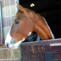 Club Figeacois du Poney et du Cheval - Centre Equestre à Figeac