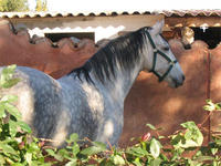 Conservatoire d'Équitation Ancienne - École de Dressage - Dressage de Chevaux à Cuers