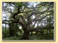 Cpie Forêt de Brocéliande - Association Culturelle, Protection de l'Environnement, Développement Durable à Concoret (56)