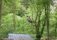 Crapahut Parc Aventure - Accrobranche à Villeneuve d'Olmes (09)