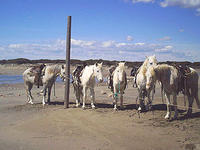 Crin Blanc - Randonnée à Cheval à Saintes-Maries-de-la-Mer