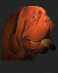 De Privadiis - Elevage Dogue de Bordeaux à Rochefort du Gard (30)