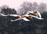 Découverte des Oiseaux au Crépuscule - Parc animalier Le Teich