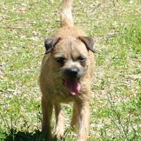 Der Landerland - Elevage Border Terrier à Saint Jean de la Forêt