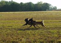 Des Gardiens de la Ville Rose - Elevage Chien de Berger Belge Malinois à Colomiers