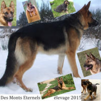 Des Monts Eternels - Elevage Berger Allemand et Alaskan Malamute à Sauvessanges (63)