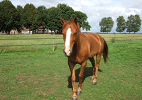 Domaine D'Isis et de Robinson - Randonnée à Cheval à Lamotte-Buleux