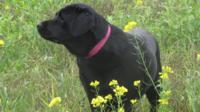 Domaine de l'Etang d'Arringes - Elevage Labrador Retriever, Elevage de Bergers blancs suisses à Saint-Cyr-sur-Menthon (01)