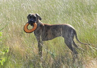 Domaine de la Couarde - Elevage Dogue Allemand à Neauphlette