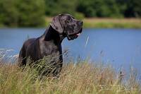 Domaine de la Pal Lombiere - Elevage Dogue Allemand à Unverre