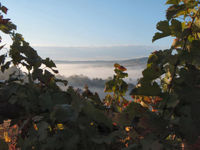 Domaine des Costes Rouges - Tourisme Viti-Vinicole - Oenotourisme à Nauviale