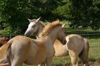 Domaine Équestre de Maruéjols - Centre Equestre à Saint-Côme-et-Maruéjols