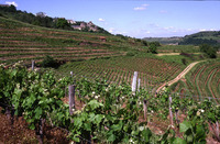 Domaine Laurens - Tourisme Viti-Vinicole - Oenotourisme à Clairvaux-d'Aveyron