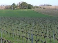 Domaine les Peyrières - Tourisme Viti-Vinicole - Oenotourisme à Saint-Maurice-de-Cazevieille