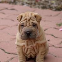 Domaine Levadia - Elevage Shar Pei à Colmar