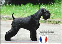 Du clos de l'Ardonval - Elevage Schnauzer à Bachant