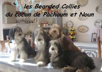 Du Cocon de Pachoum et Noun - Elevage Bearded Collie - Le Buisson de Cadouin