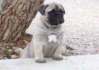 Du Mas des Grottes - Elevage Bullmastiff à Frontignan