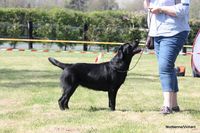 Du Petit Vey - Elevage Labrador Retriever à Tollevast