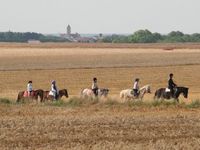 École d'Équitation et d'Attelage Claude Guilbaud - Ecole d'Équitation à Villiers-en-Désoeuvre