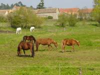 Ecole d'équitation Le Moulin de la Forge - Centre Equestre à Longvilliers