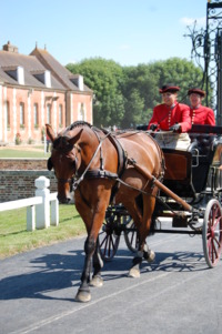 Ecole Nationale Professionnelle des Haras - Attelage - Le Pin au Haras (61)