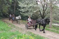 Ecurie Barbarin - Promenade en Attelage à Souternon (42)