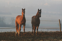 Ecurie de Menardière - Centre Equestre à Rivières