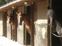 Ecurie des Eiders - Centre Equestre à Herbeville