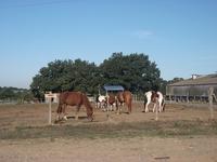 Centre Equestre le Mauny - Centre Equestre à Trémentines