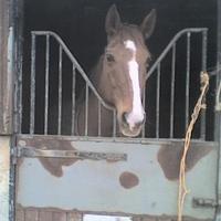 Ecuries de Bois-d'Arcy - Centre Equestre à Bois-d'Arcy