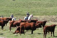 Ecuries du Haut Cantal - Randonnée à Cheval à Montboudif (15)