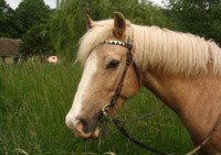 Les Ecuries du Moulin d'Aulne - Centre Equestre à Senlisse