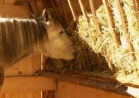 Ecuries du Petit Soleil - Randonnée à Cheval à Saint-Martin-de-Queyrières