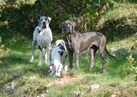 Elevage de l'Orée des Bois d'Astros - Elevage Dogue Allemand à Cuers