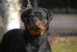 Elevage de Rottweiler - Vom Hause Orda - Elevage Rottweiler à Saveuse (80)