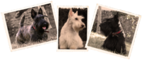 Elevage de Scottish Terrier le Clan des Bigoudens - Elevage Scottish Terrier à Pont L'Abbé