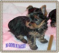 Du chemin de Bausset - Elevage Yorkshire Terrier à Marignane