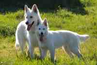 Elevage des Blancs de Kallistë - Elevage Berger Blanc Suisse à Patrimonio