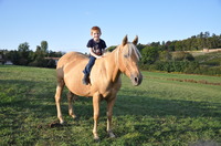 Elevage des Burchères - Équitation Western à Azé